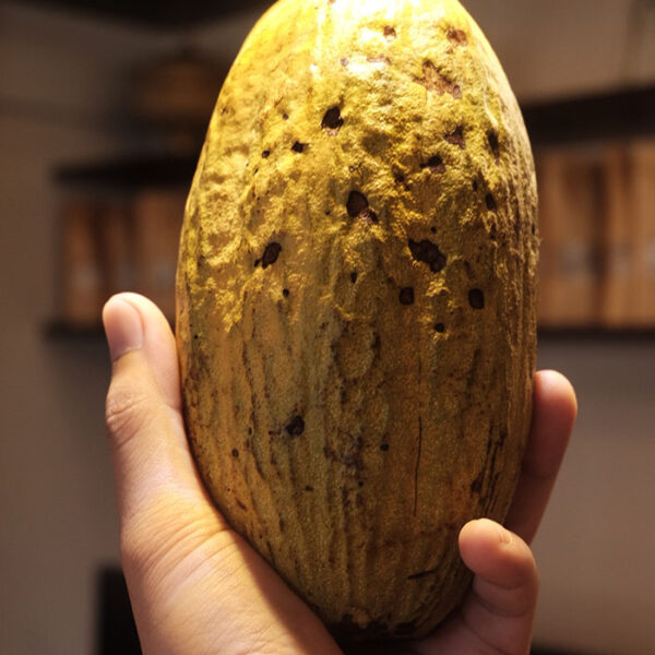 Where does chocolate come from? Ben’s Blend PH