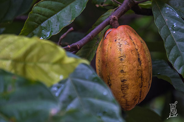 ben's blend ph cacao fruit in a tree